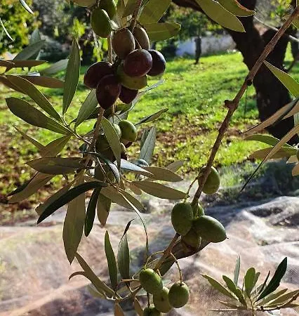 Masseria Cesarina Gospodarstwo wiejskie Castellana Grotte