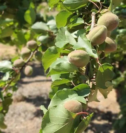 Masseria Cesarina * Castellana Grotte