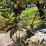 Masseria Cesarina 乡村民宿 卡斯特拉纳格罗泰